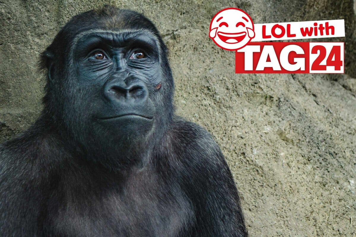 Joke of the Day for April 23, 2026: A killa gorilla knock-knock joke