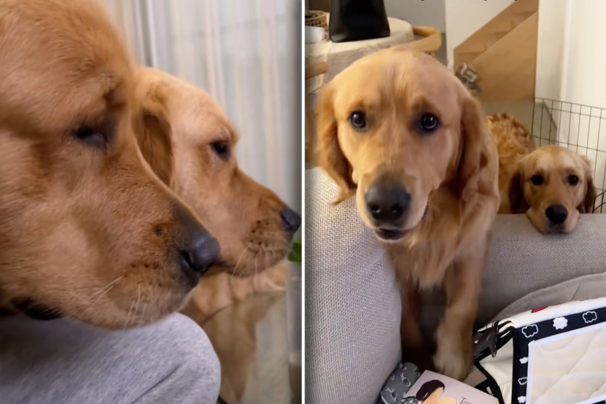 Golden-Retriever-betteln-Frauchen-mit-Hundeblick-an-Ihr-Ziel-l-sst-Herzen-schmelzen