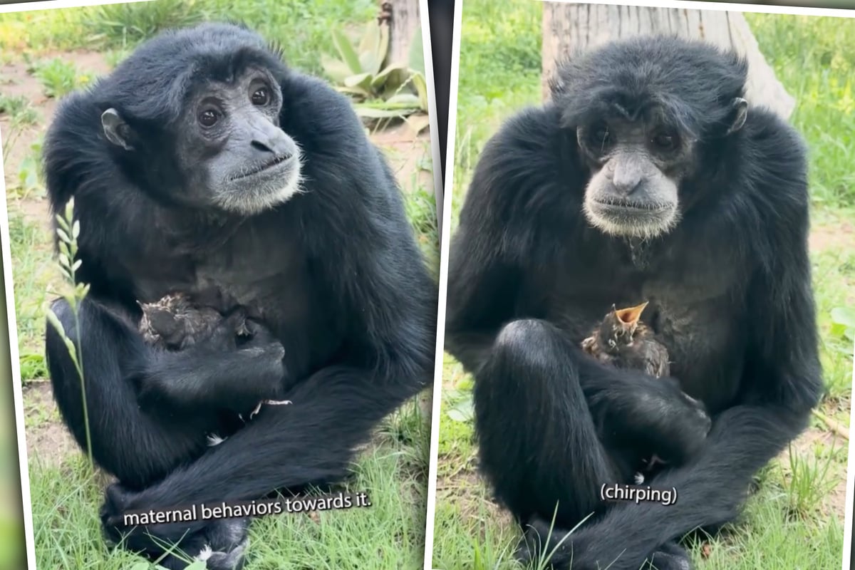 Monkey's maternal instincts swing into gear as epic rescue takes flight