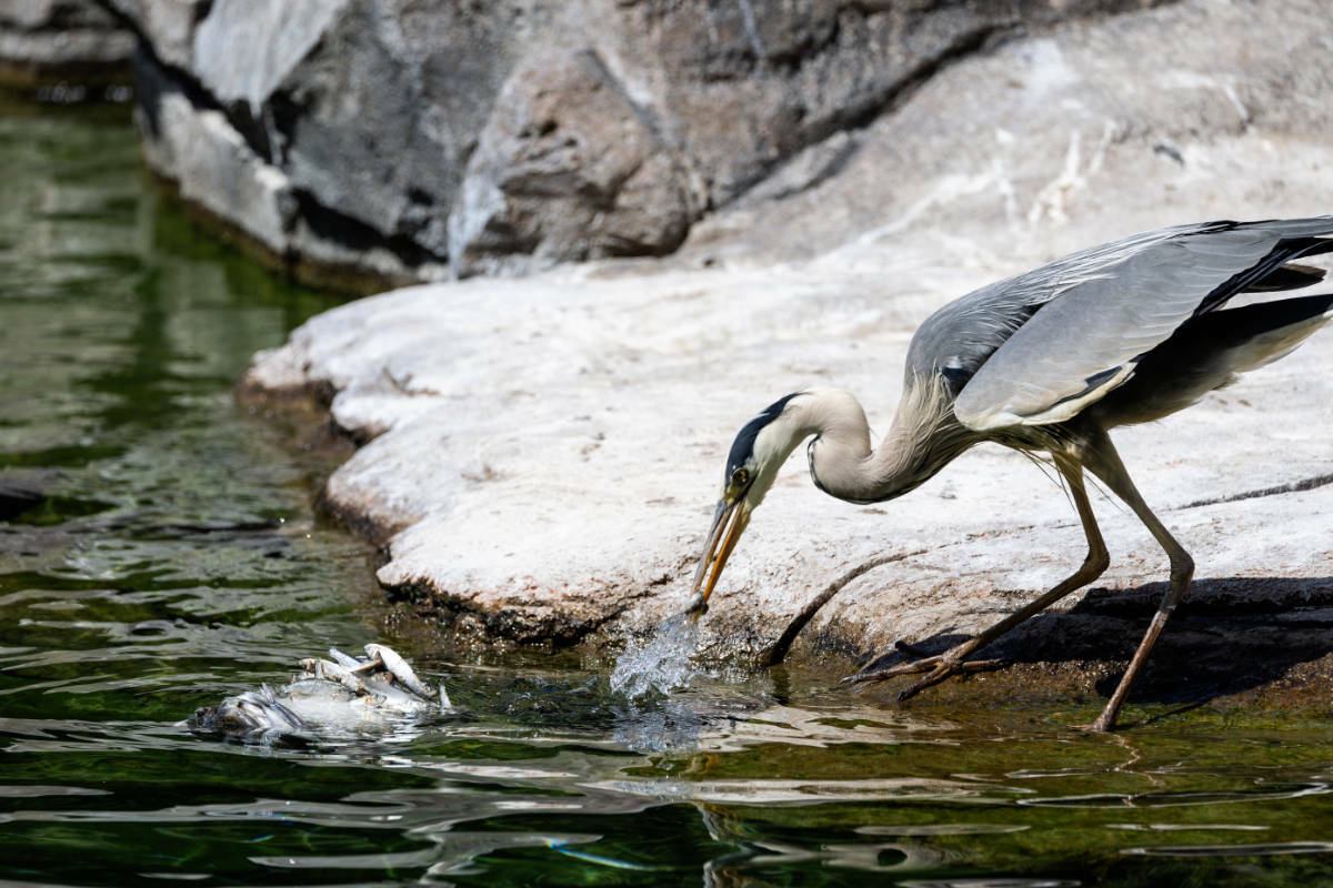 Mud baths, ice bombs and frozen blood: this is how the zoo reacts to the “monkey heat”