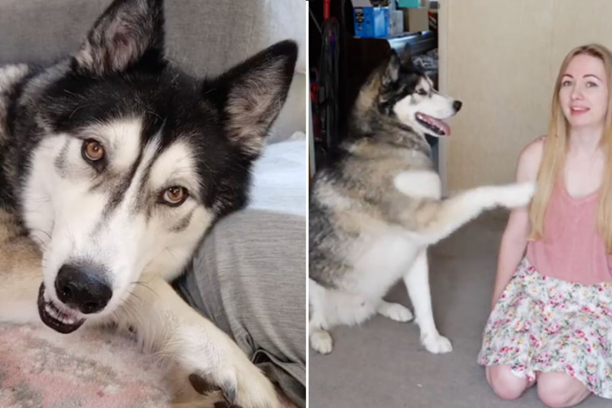 Play that husky music! Dog hears harmonica for the first time and his