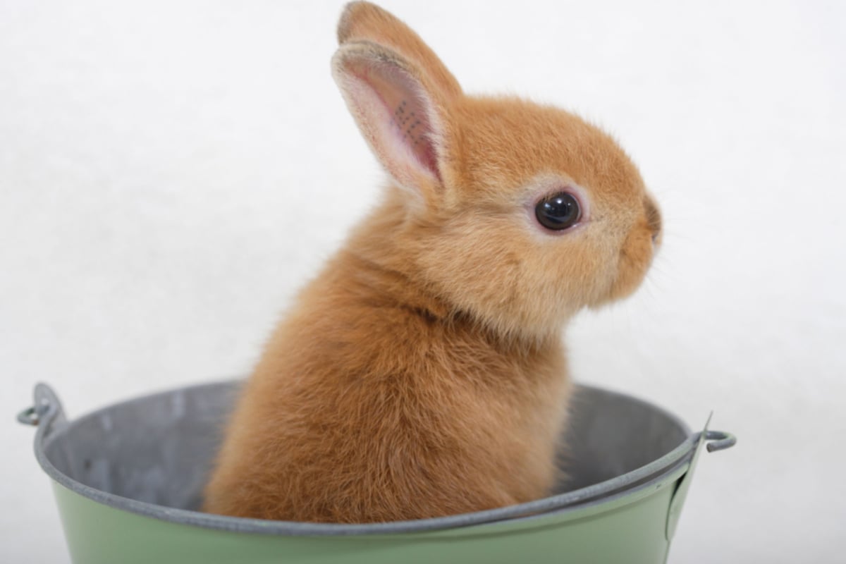Darf man Kaninchen baden? Tipps und Infos