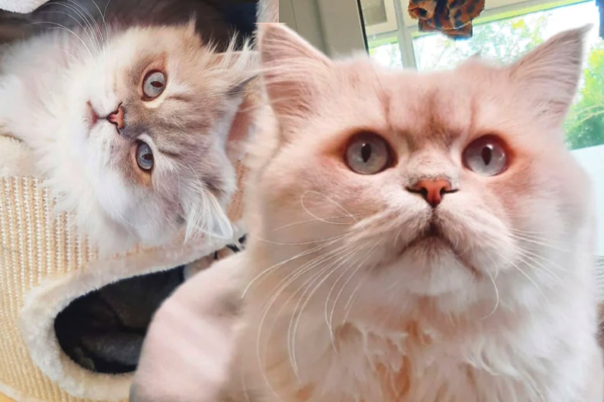 Aus-dem-Fenster-gest-rzt-und-verletzt-Nun-sucht-Kater-Thunder-nach-etwas-Bestimmtem