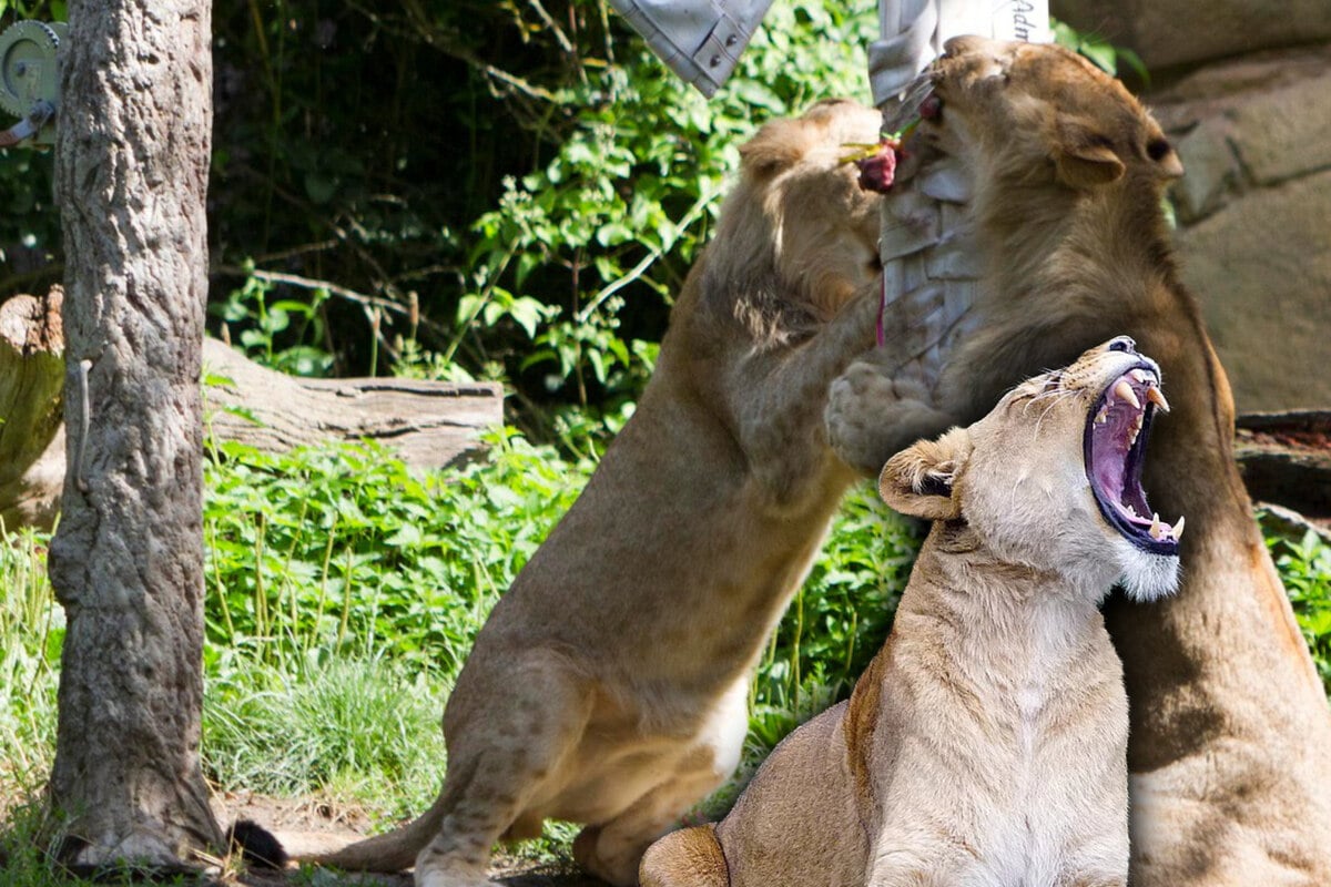 Pubertier-im-Leipziger-L-wengehege-Tochter-bei-t-Mutter-in-Kopf