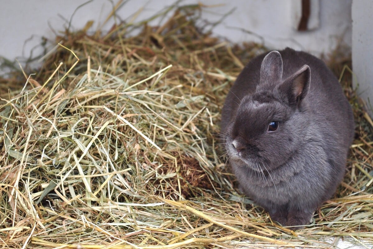 Kaninchen Macht Gerusche Wie Eine Taube