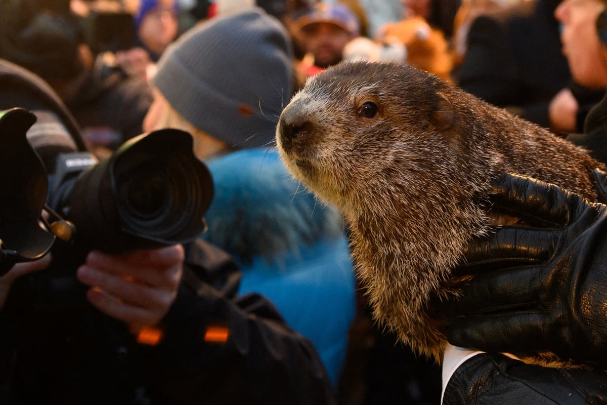 Groundhog Day 2024: Punxsutawney Phil and Staten Island Chuck's