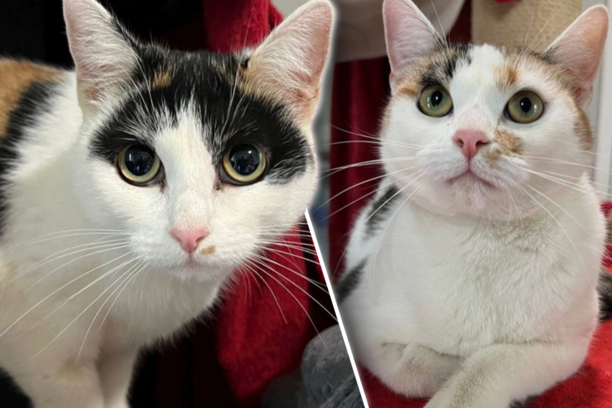 Frau-will-Katzen-loswerden-und-tischt-L-ge-auf-dann-kommt-die-Wahrheit-ans-Licht