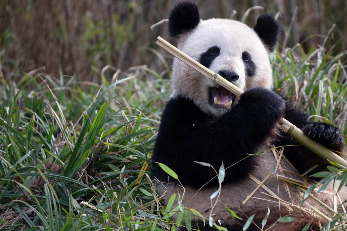 Meng Meng bald wieder Panda-Mama? Berliner Zoo gibt Update