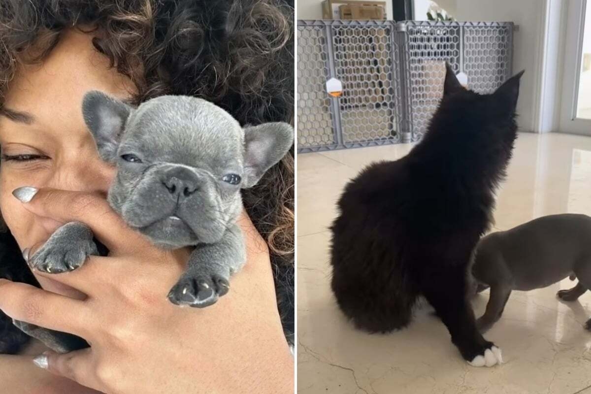 Megan Thee Stallion posts hilarious video of her cat getting mobbed by  puppies!