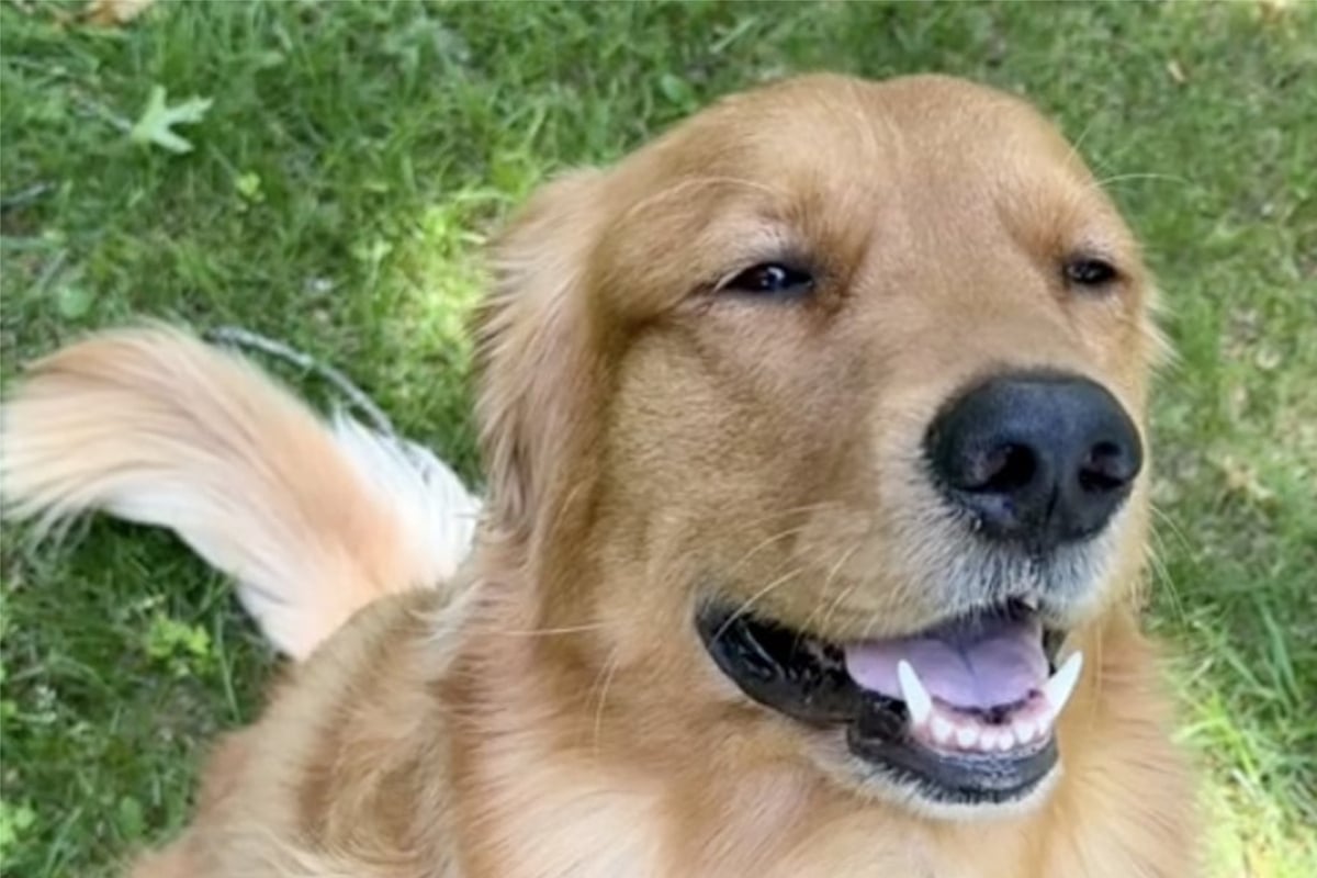 Golden-Retriever-ist-der-perfekte-Hund-Doch-dann-finden-Besitzer-diese-kuriose-Macke-heraus
