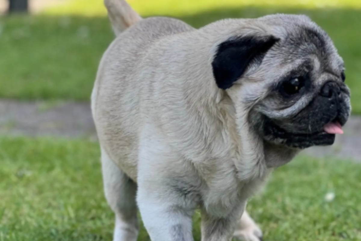 Mops-Oma Schnute kann weder gut sehen noch hören: Wer schenk