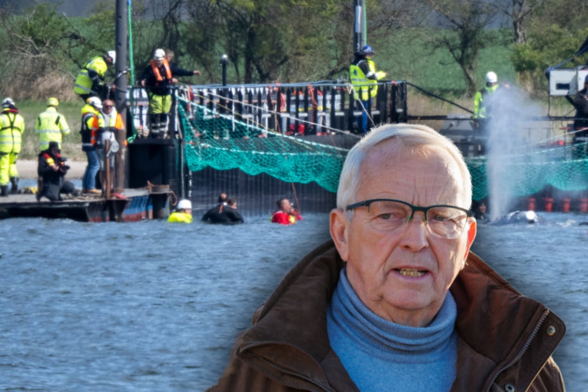 Rettungsversuch für gestrandeten Buckelwal 