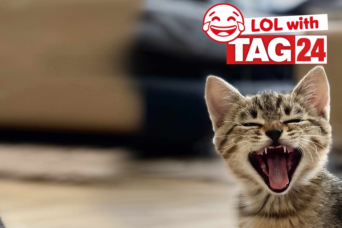 Joke Of The Day For February 3 2024 Get Your Funny On For Caturday   Ny2uemxzjup31kc6s3za9jyni5o6j0dy 