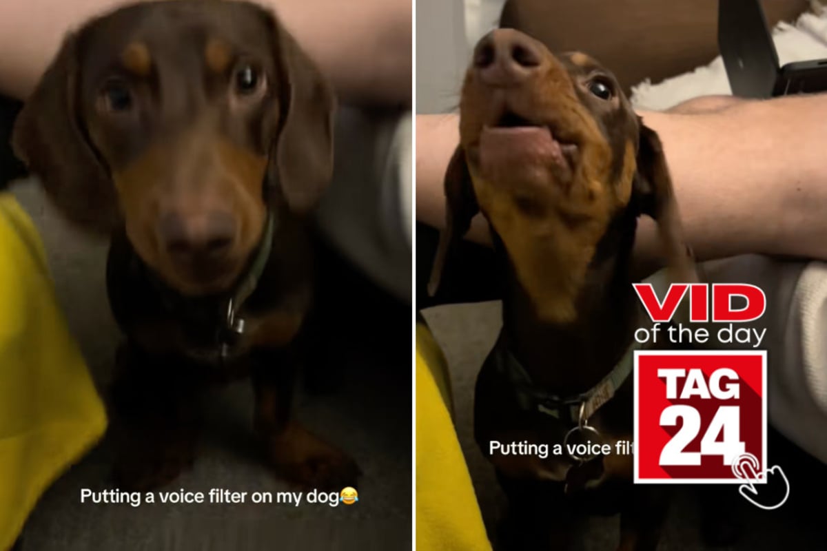 Viral Video of the Day for April 20, 2026: Dachshund's bark gets hilarious voice makeover