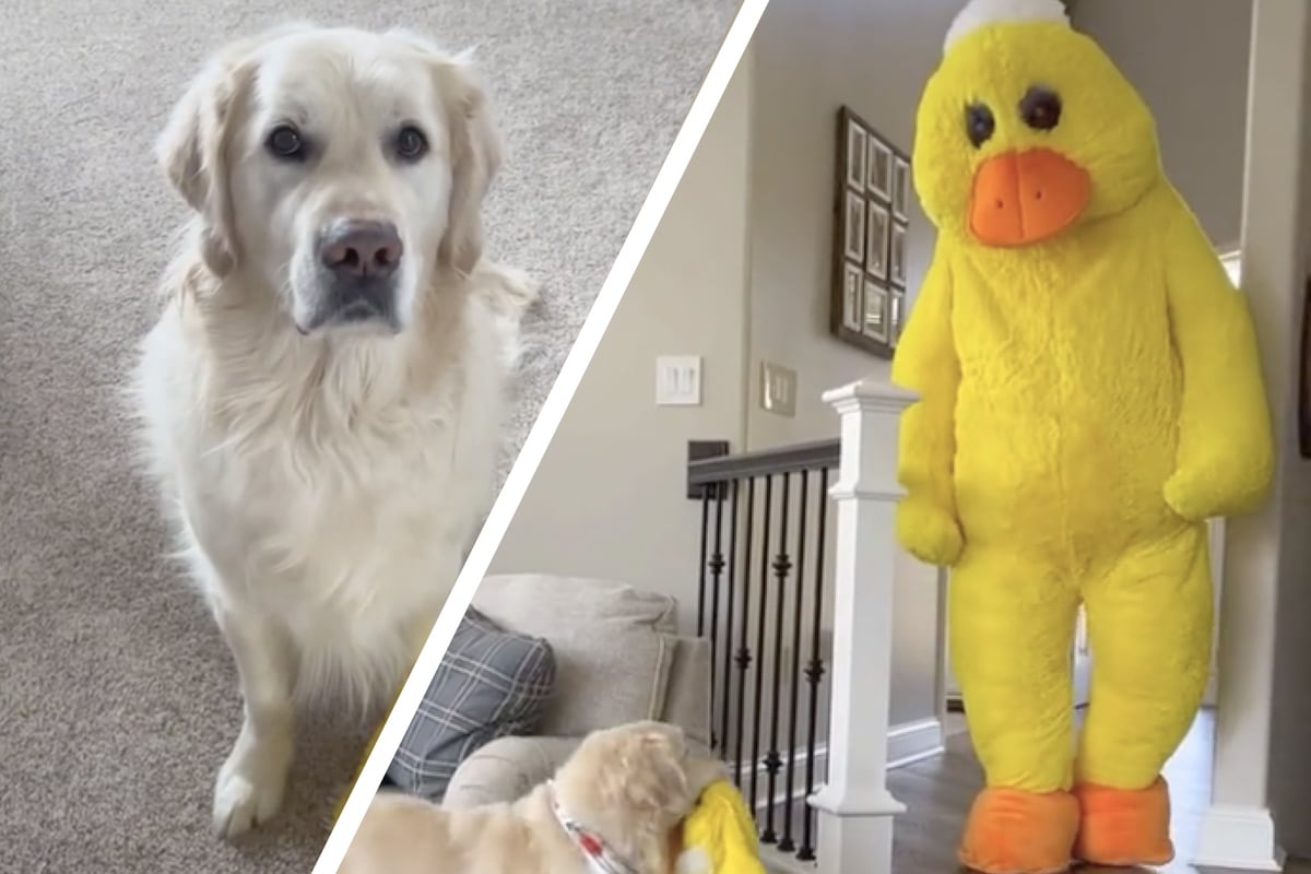 Charlie the golden retriever meets Mr Quackers' dog toy What the duck!?