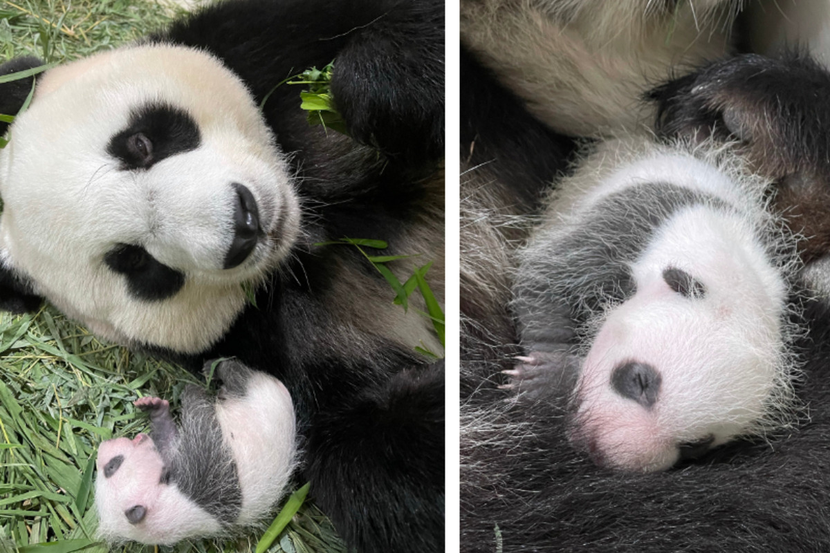 Riesenfreude über neues Panda-Baby: Doch eine Sache fehlt