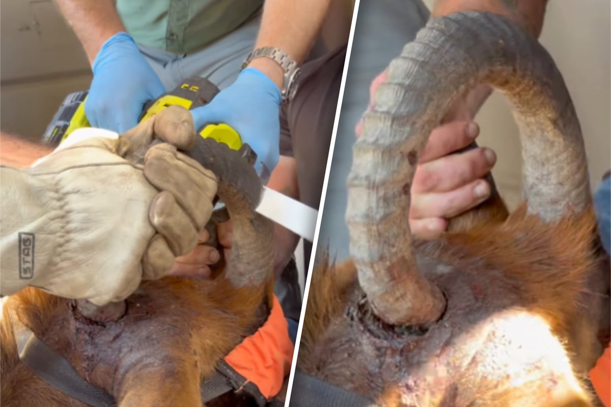 Horn bohrte sich durch den Schädel: Abenteurer eilen Wildtie