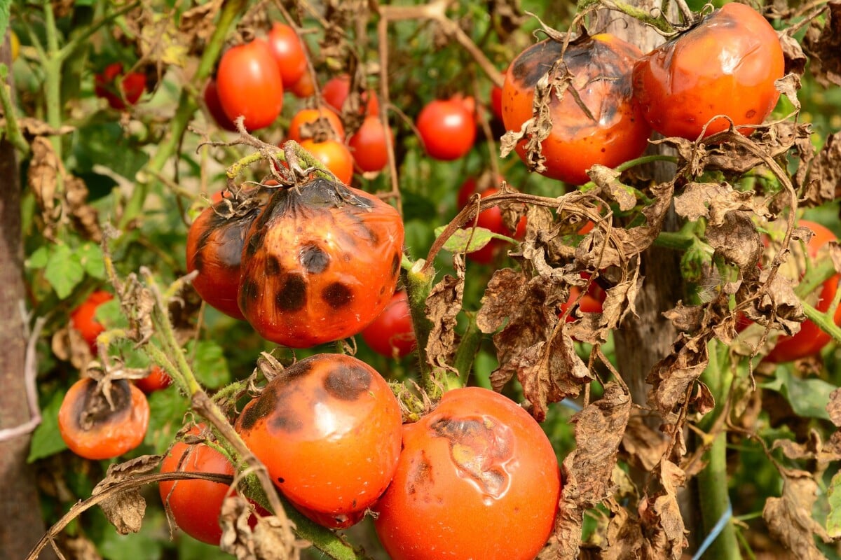Bei ersten Symptomen von Braunfäule an seinen Tomaten sollte man reagieren