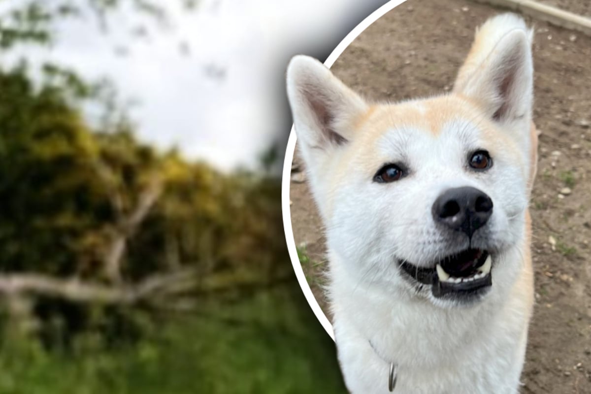 Hund Yuna will Tierheim endlich hinter sich lassen: Wunderschöner Akita Inu sucht Zuhause