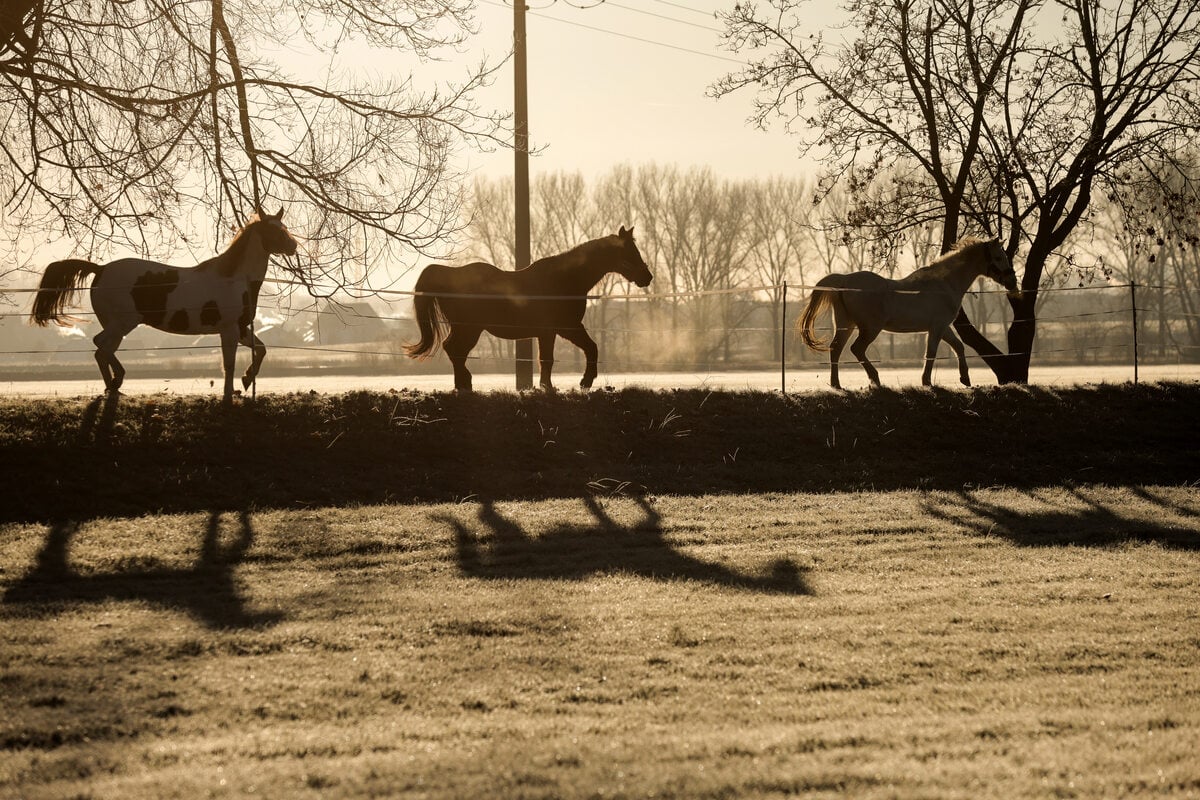 Kutsche-au-er-Kontrolle-Mann-stoppt-durchgehende-Pferde-auf-Kreisstra-e