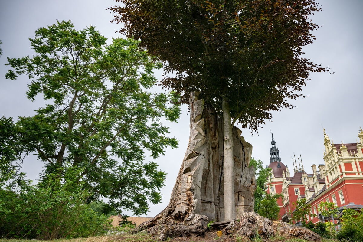 Traurige Folge der Klimakrise: Das große Baumsterben im Muskauer Park