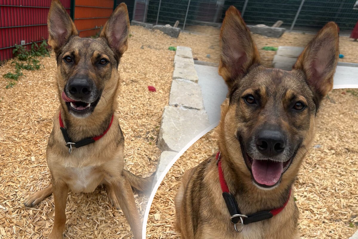 Sch-ferhund-Mix-macht-Tierpfleger-baff-Er-ist-sehr-intelligent-