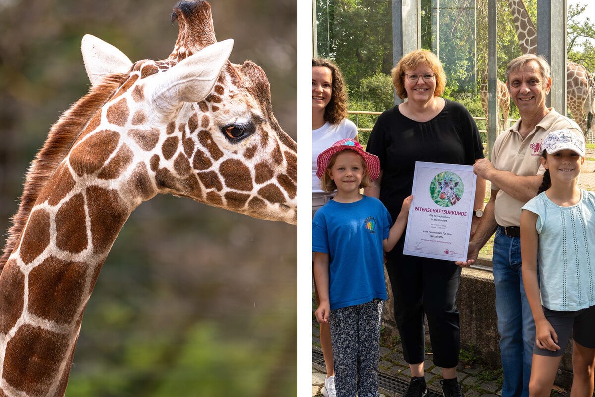 Stuttgarter Grundschule hat großes Herz für Giraffen