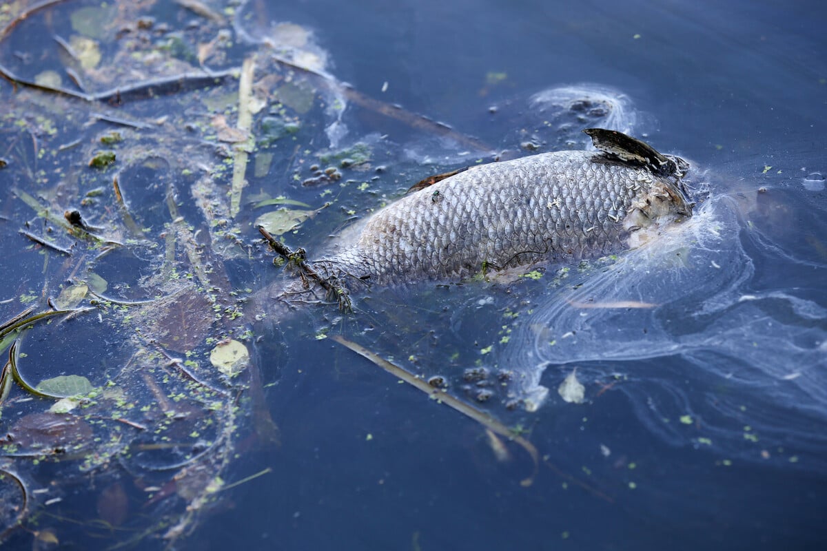 Fischsterben in Alsterkanälen: Grund dafür ist der starke Regen
