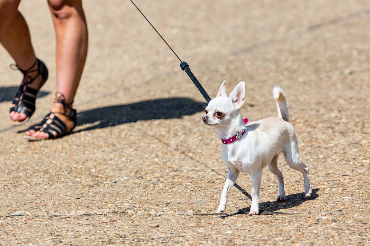 what-is-the-shortest-dog-in-the-world