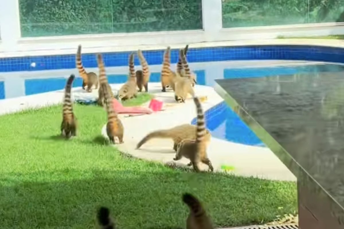 Urlauber verlassen Unterkunft nur kurz: Was sie bei ihrer Rückkehr erwartet, verschlägt ihnen den Atem