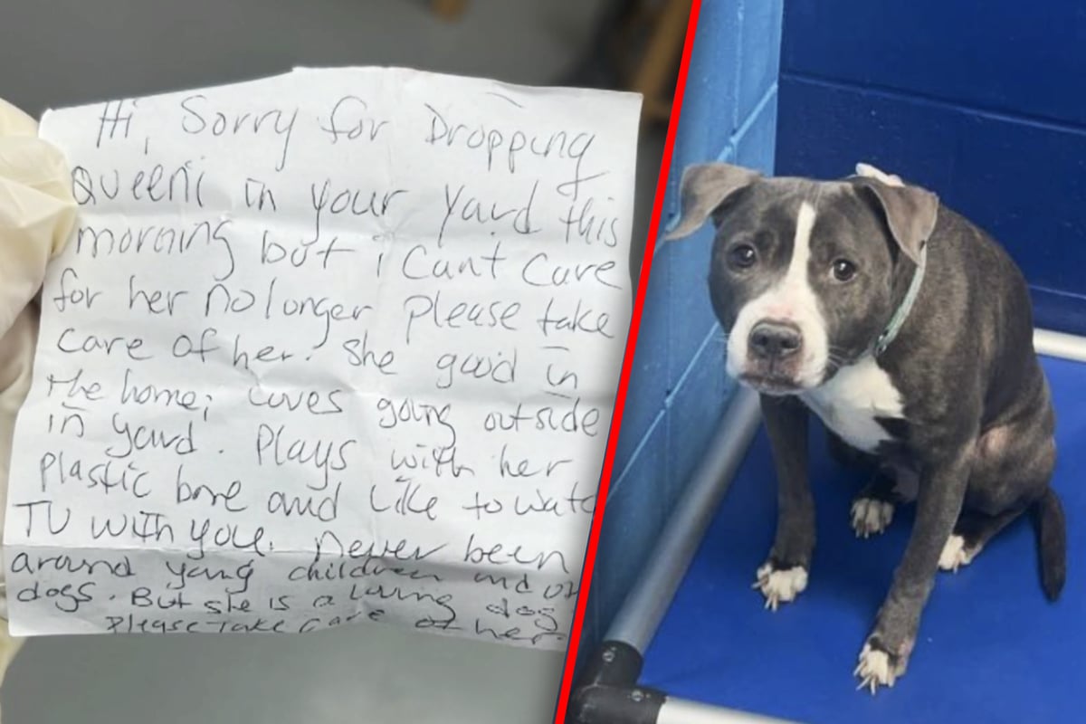 Hund-mit-Abschiedsbrief-im-fremden-Garten-zur-ckgelassen-Bitte-passen-Sie-gut-auf-sie-auf-