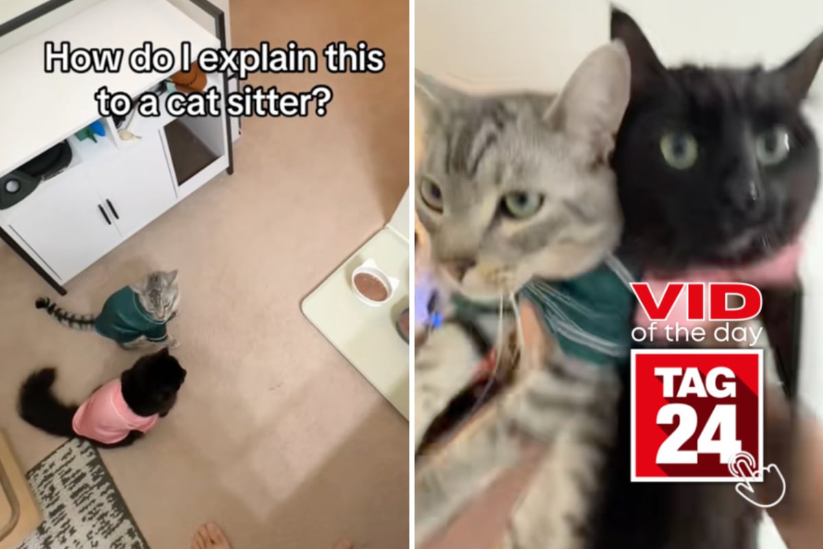Viral Video of the Day for June 12, 2026: Cat dad's bizarre pre-feeding ritual leaves TikTok in stitches