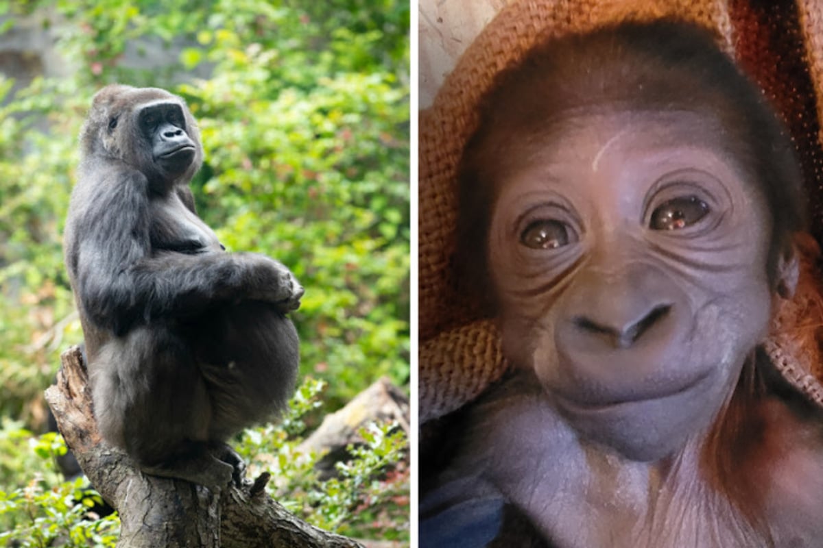 Gorilla-Baby hatte schweren Start ins Leben: Gibt es für den putzigen Fellball doch ein Happyend?