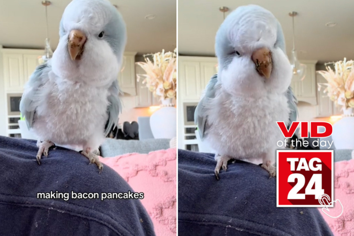 viral videos Viral Video of the Day for June 1, 2024 Bird goes bananas over bacon pancakes song!