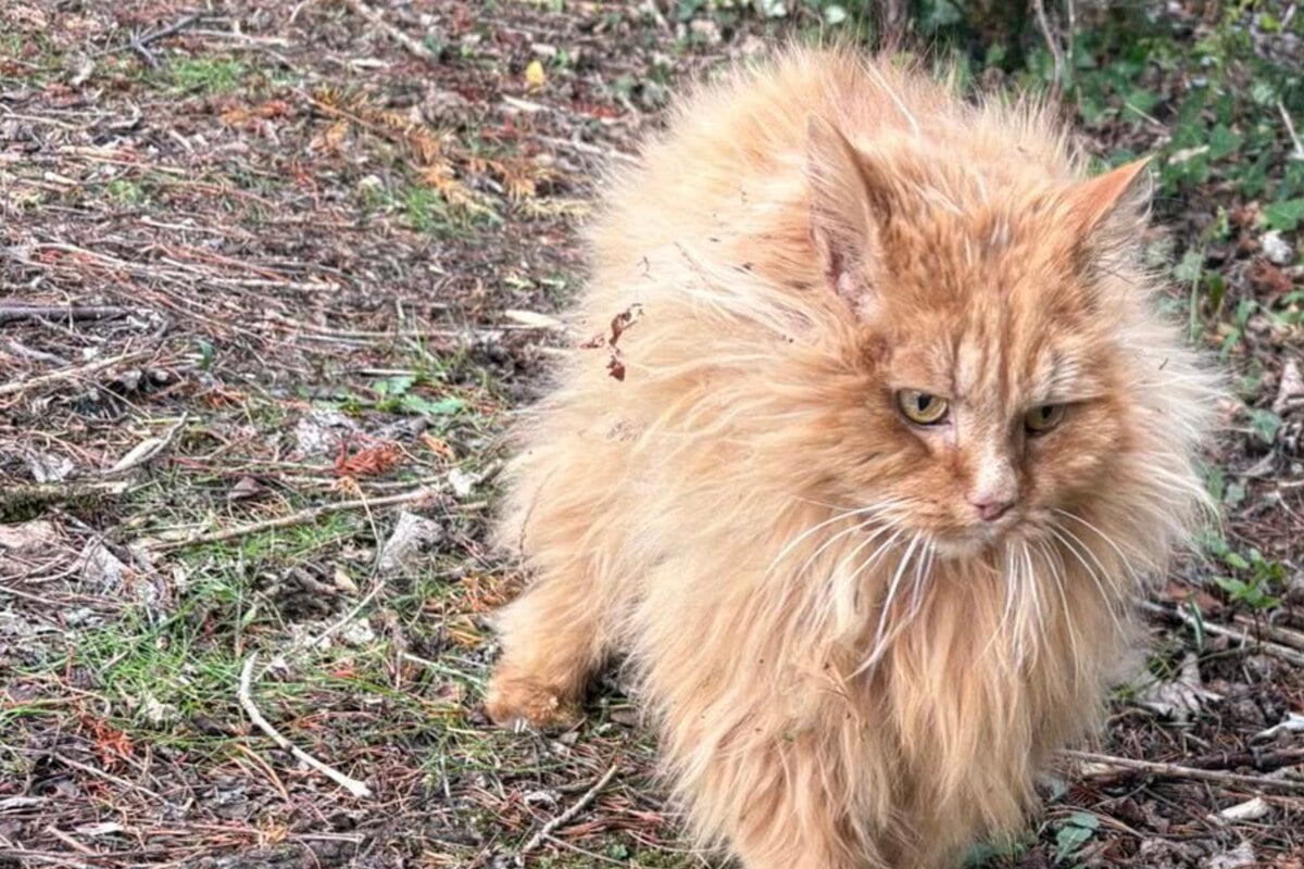 Katze ist seit vier Jahren verschwunden: Als Besitzerin durch Facebook scrollt, trifft sie der Schlag