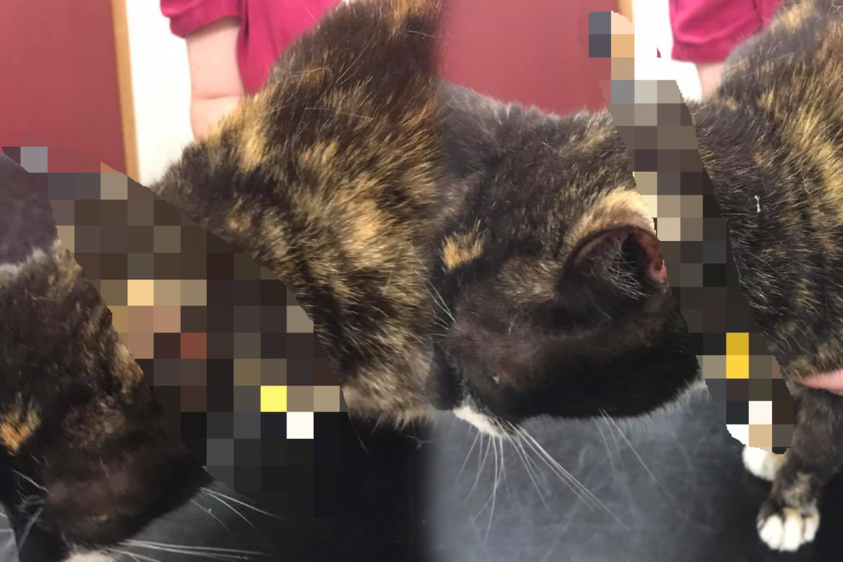 junge frau schreit als sie in den garten geht und ihre katze so sieht tag24