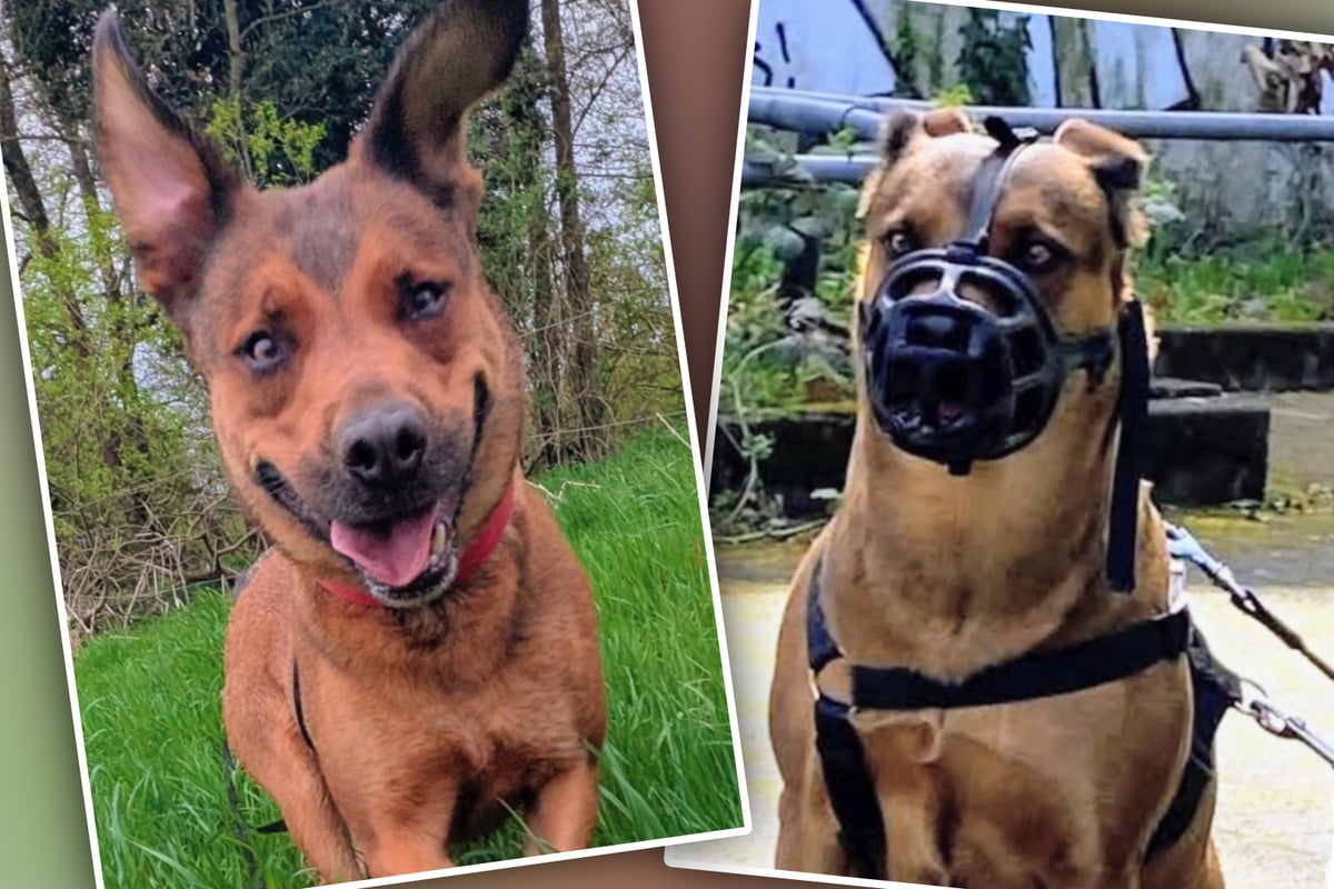 Mit Maulkorb ausgesetzt: Hündin Sky möchte wieder glücklich sein