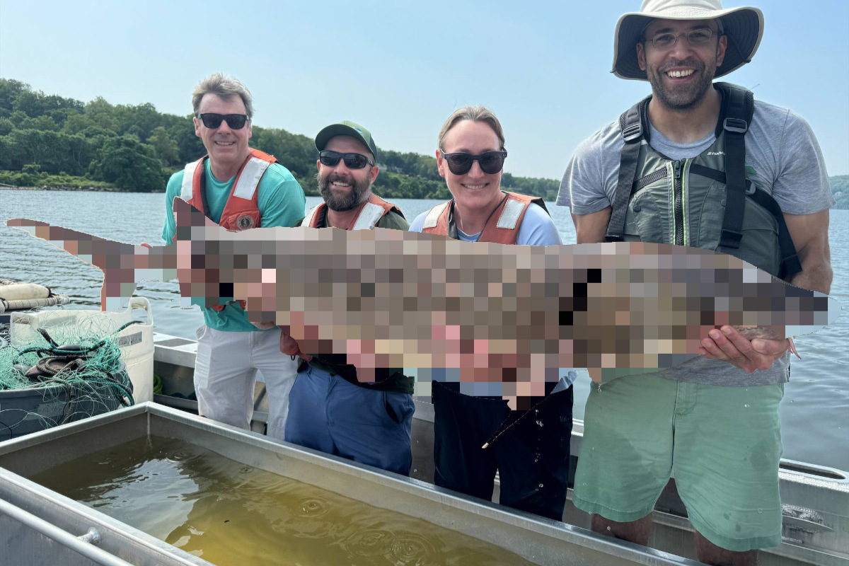 Spektakulär: Gruppe fängt seltenen 100-Kilo-Fisch!