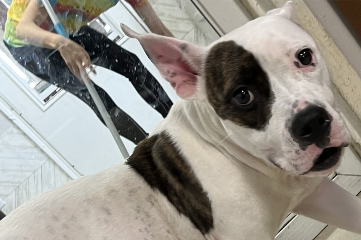 Heartbreaking Dog Abandoned by Owner: Monroe County (Michigan) Police Share Surveillance Video