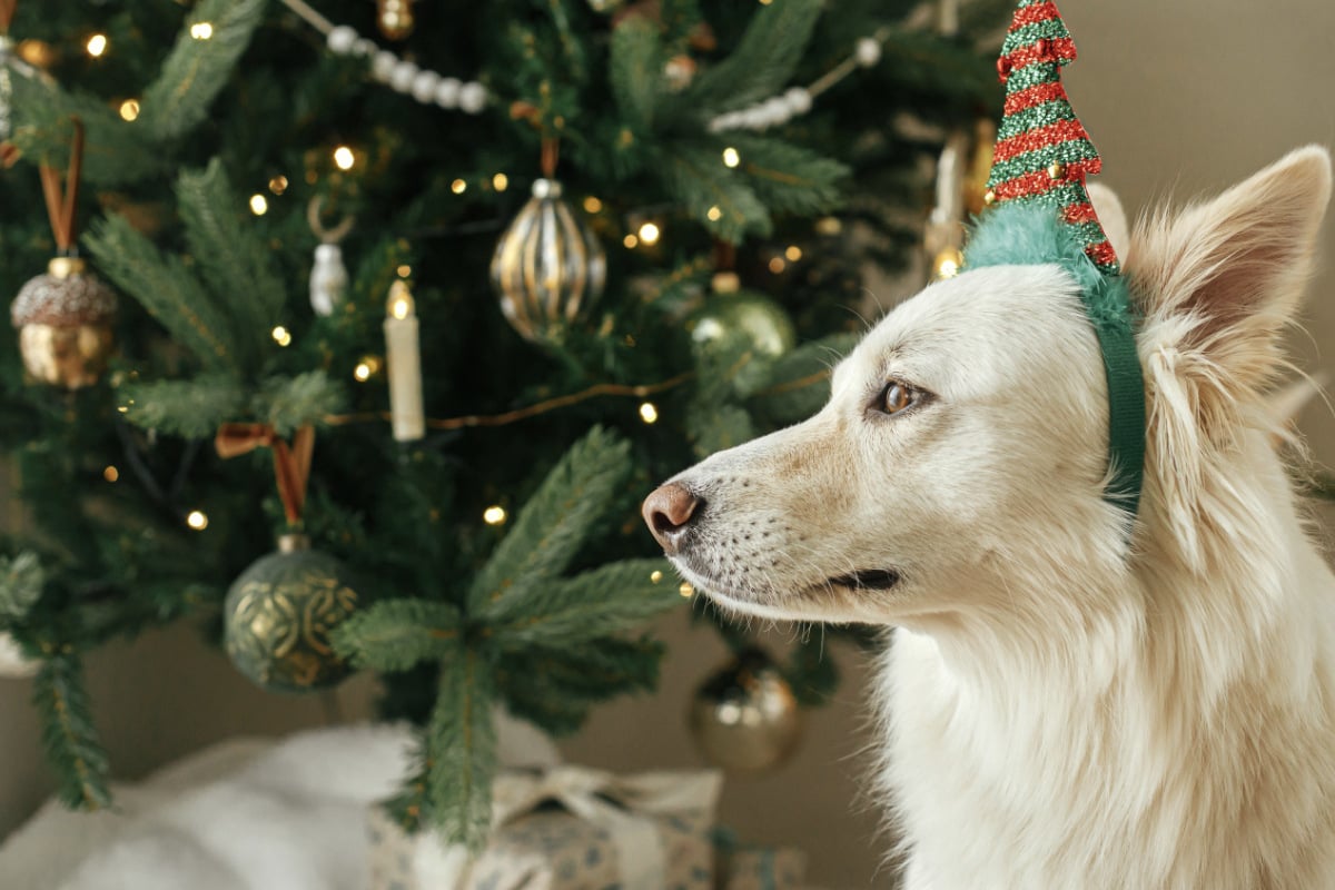 achtung-diese-gefahr-f-r-mensch-und-tier-kann-im-weihnachtsbaum-heimlich-lauern