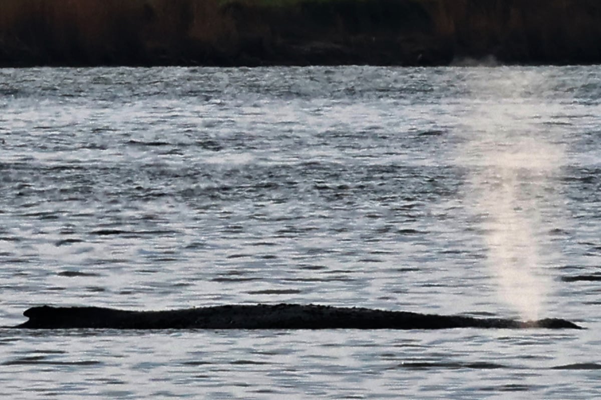Buckelwal Timmy: Rettungsmaßnahmen verzögern sich schon wieder