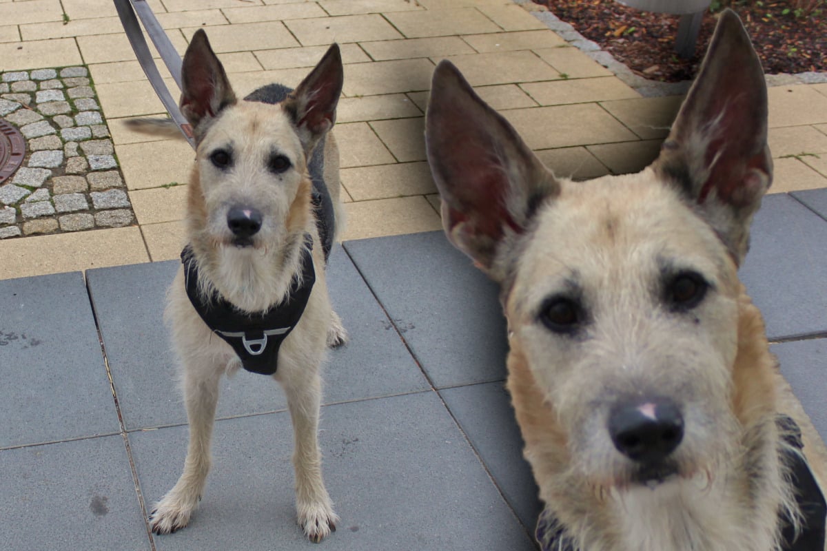 Hund trauert um Besitzer Gibt es noch Hoffnung für den verschmusten