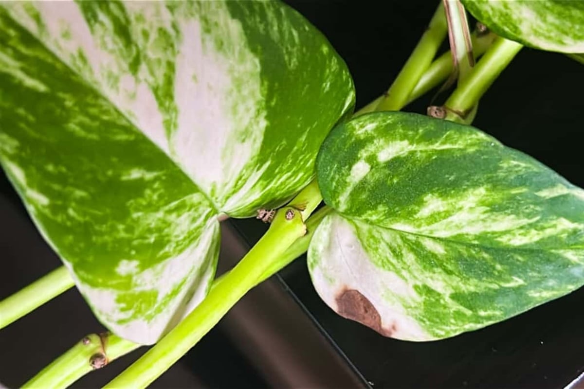 Efeutute: Braune Flecken? Ursachen und Lsungen