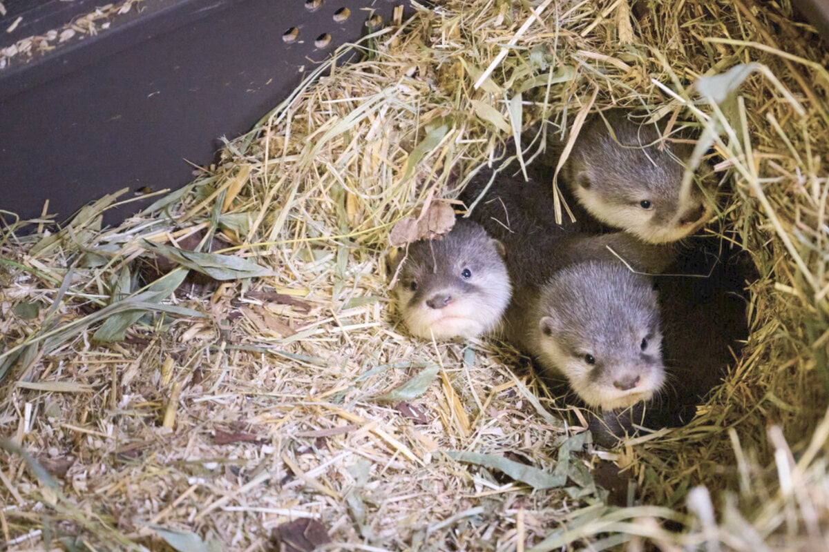Ein-Pfund-Niedlichkeit-S-es-Otter-Quartett-im-Tierpark-Berlin