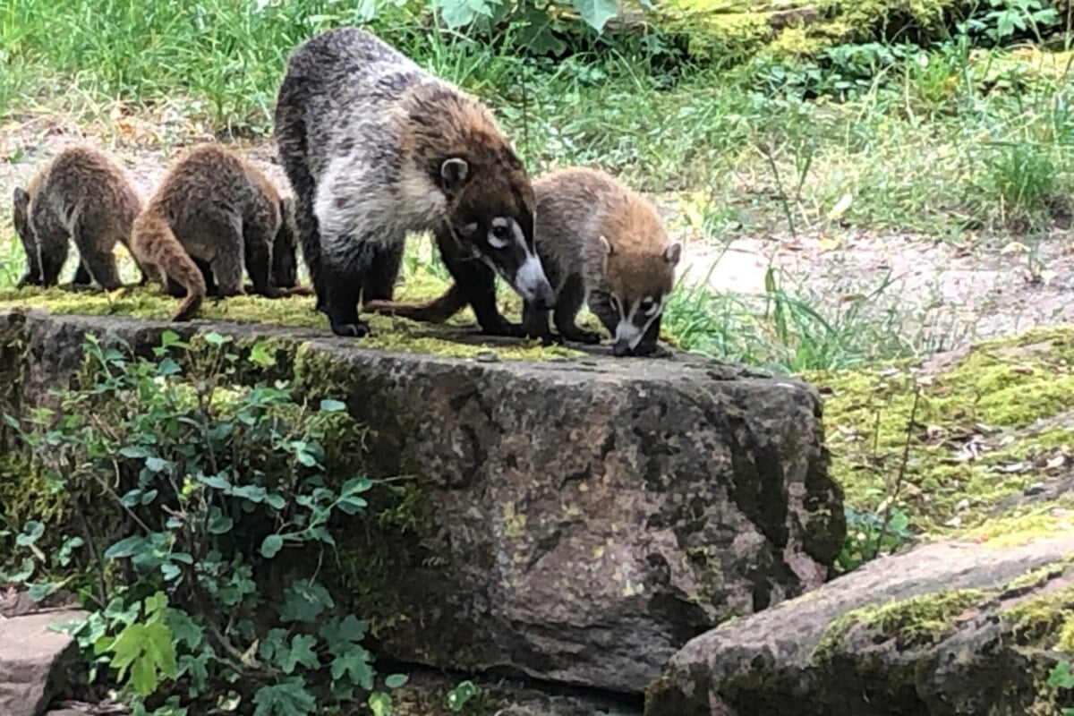 Zoo Magdeburg: Familie Nasenbär freut sich über Nachwuchs