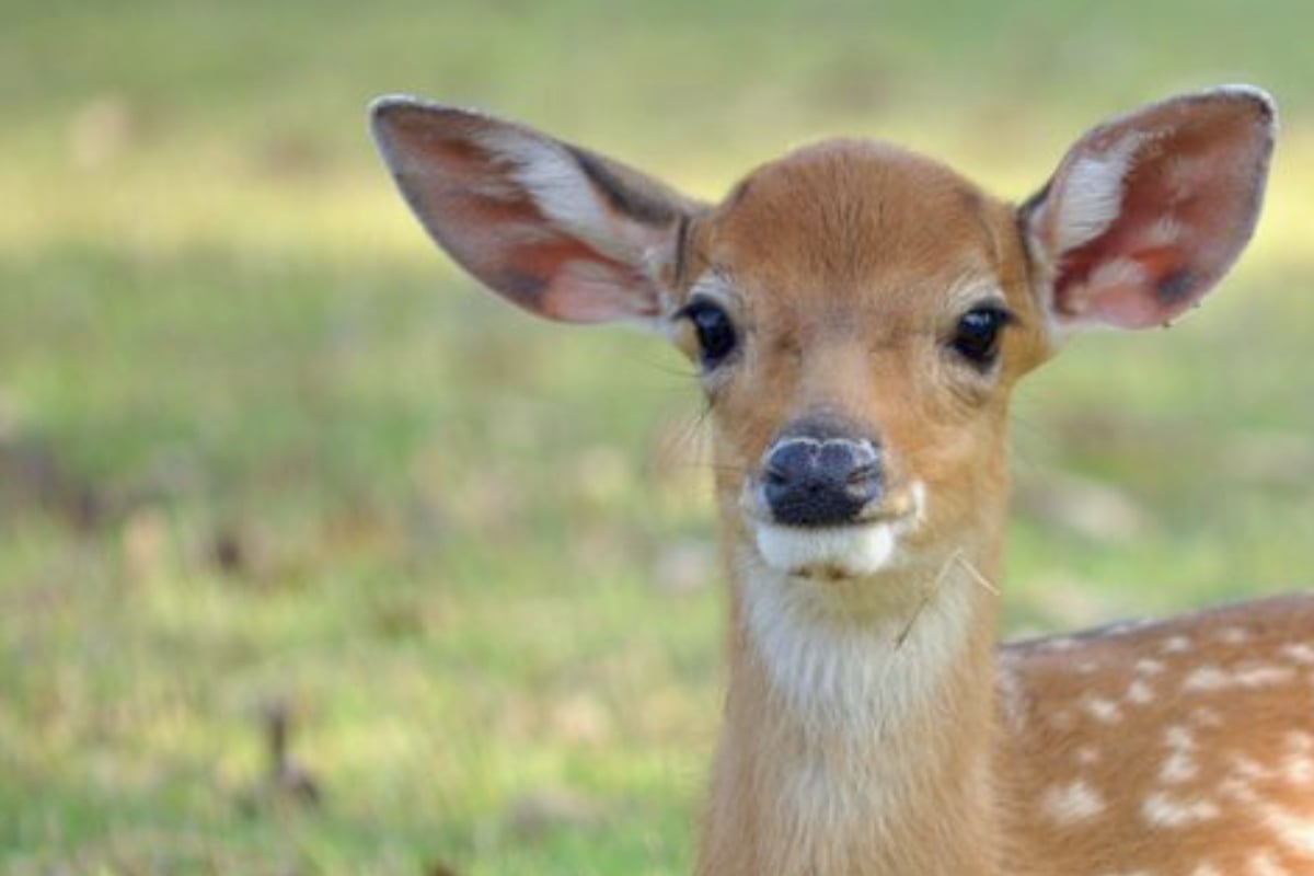 Bambi klaut erst Salat auf Grundstück und findet dann den Weg nicht mehr heraus