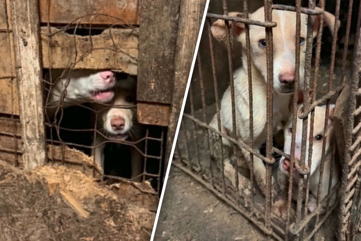 Tierschützer befreien fast 70 "im Sterben" liegende Hunde au
