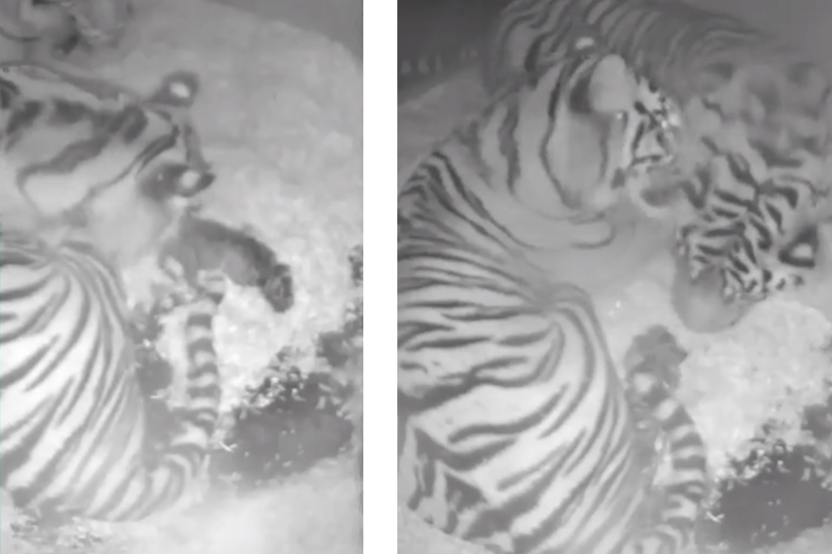 Rare Sumatran Tiger Cubs Emerge from Den at Chester Zoo in U.K.