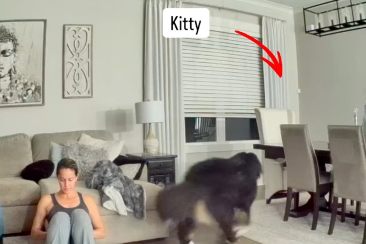 Hund-bemerkt-dass-Katze-in-Gefahr-ist-Was-er-dann-tut-beeindruckt-so-viele