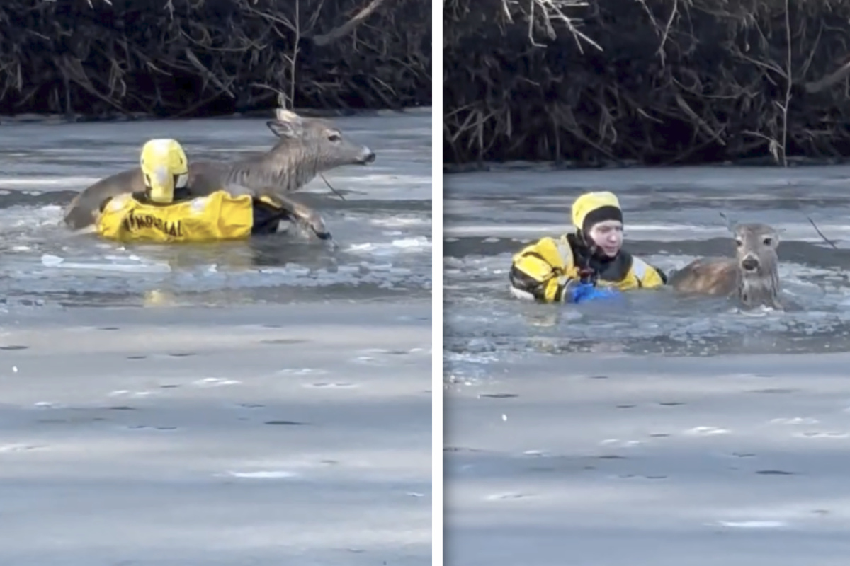 Dünnes Eis! Waldbewohner aus gefrorenem Teich gerettet